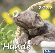 hunde 2020 tischkalender bolanz online bolanz online tischkalender hunde kalender fur kinder