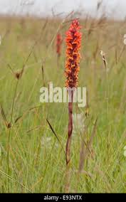 Image result for Satyrium sphaeranthum