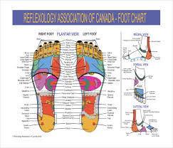 7 reflexology chart templates doc pdf free premium