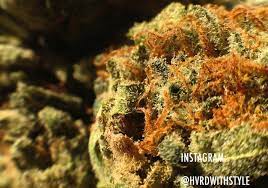 Red Headed Stranger Strain Marijuana Strain Reviews Allbud
