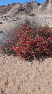 Image result for Hermannia kirkii