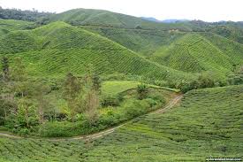 8 tempat menarik di cameron highland waktu siang. Ladang Teh Boh Cameron Highland Xplorasi Destinasi