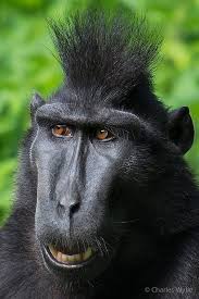 Black Bird With Spiky Hair Join Us For More Animals Wild Animals Beautiful Unusual Animals