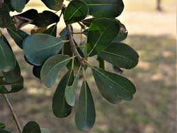 Image result for Ficus craterostoma