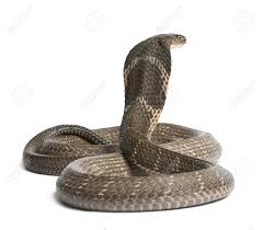 Ular tedung selar (ophiophagus hannah), adalah ular berbisa dalam keluarga elapidae. 8 Tips Penting Sekiranya Anda Orang Di Sekeliling Anda Dipatuk Ular Dan Bagaimana Mengenalpasti Tanda Tanda Mangsa Dipatuk Ular