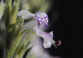 Image result for Hypoestes forskaolii