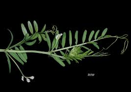 Image result for Vicia hirsuta