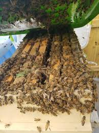 I offer a few different options when it comes to bee removal. Bill S Professional Bee Removal Fast Safe And Affordable Removal Of Bees From Your Home Or Business