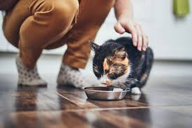When it comes to the best diet cat food for weight loss, calorie content is just one factor to consider. The 6 Best Wet Foods For Your Kitten In 2021