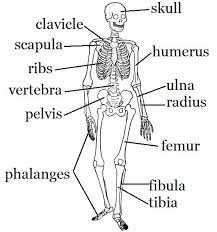 Pin By Brandi Sparks On School Skeletal System Activities Human Body Unit Skeleton For Kids