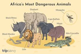 Discover african animals you've never heard of, and learn amazing facts about the ones you have! Africa S Top 12 Safari Animals And Where To Find Them