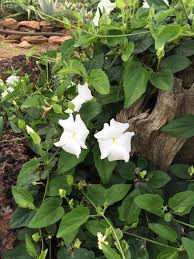 Image result for Stathmostelma spectabile