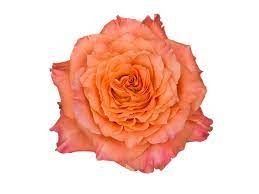 The most comprehensive image search on the web. Rosaprima