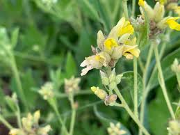 Image result for Pearsonia cajanifolia