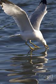 Seagull On Water By Dustin K Ryan Sea Birds Beautiful Birds Bird Pictures