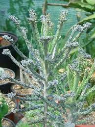 Kalanchoe Delagoensis Chandelier Plant Mother Of Thousands Mother Of Millions Plants Succulents Mother Of Thousands Plant