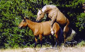 Successful Copulation Is Occurring Between This Feral Horse Male And Download Scientific Diagram
