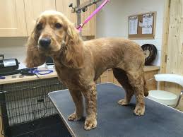 Check spelling or type a new query. Image Result For Cocker Spaniel Haircuts Cocker Spaniel Haircut Cocker Spaniel Cocker Spaniel Grooming