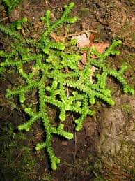 Image result for Selaginella