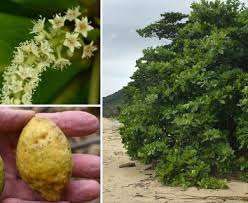 Image result for Terminalia catappa