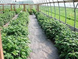 Maybe you would like to learn more about one of these? Raspberries Challenging But Profitable Maine Organic Farmers And Gardeners