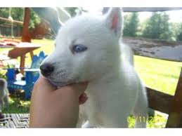 They will came with vet pappers. Siberian Husky Puppies For Sale