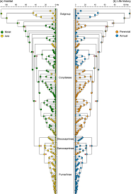 Image result for Corydalis mildbraedii