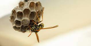 Initially, i struggled to find the nest. Revenge Of The Wasps How To Find Hidden Wasp Nests Power Pest Control