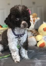 Black And White Parti Toy Poodle Toy Poodle Puppies For Sale Teacup And Micro Poodle Puppies Available In 2020 Toy Poodle Puppies Poodle Puppies For Sale Poodle Puppy