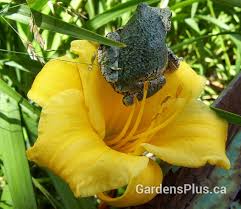Maybe you would like to learn more about one of these? Stella D Oro Gardens Plus