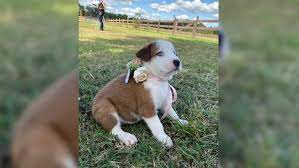 A short film by ray valencia, christina coffee, & suzanne grage, university of central florida. Photos Florida Couple Uses Rescue Puppies At Wedding To Raise Awareness About Adoption