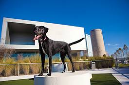 In home pet sitting services / services humboldt critter sitter / pet cpr/ first aid trained. Moving To Downtown Tampa The Dog Scene