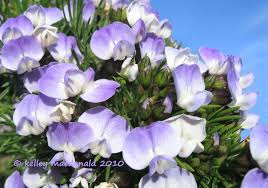 Image result for Psoralea glabra