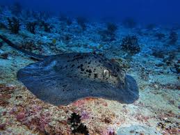Alles klar, danke, herr rochen. Rochen Malediven Foto 372603 Auf Taucher Net