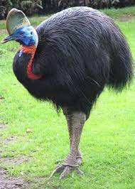About Wild Animals Picture Of A Southern Cassowary Flightless Bird Flightless Bird Rare Birds Cassowary