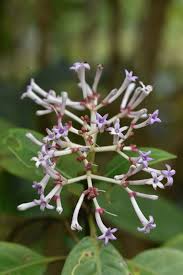 Image result for Chassalia umbraticola