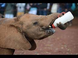 Check spelling or type a new query. Funny Baby Elephant A Cute And Funny Baby Elephant Videos Compilation 2017 Youtube
