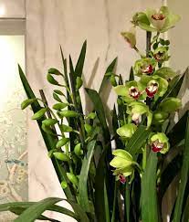My Beautiful Cymbidium Orchid S Are Blooming And They Are My Favorite Type Of Orchid Types Of Orchids Orchid Seeds Orchids