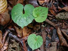 Image result for Nervilia adolphi