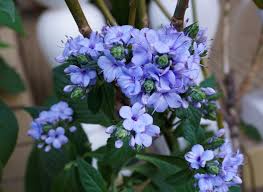 Image result for Eranthemum