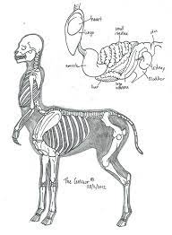 The Centaur Skeleton And Organs Skeleton Drawings Centaur Creature Concept Art