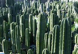 Under ideal conditions, san pedr cactus can grow up to 18 inches per. The Beginner S Guide To Healing With Huachuma San Pedro Entheonation