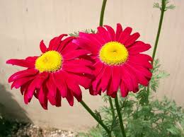 Or use our unscramble word solver to find your best possible play! 27 Flowers That Start With P List Of Flower Names P
