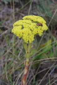 Image result for Crassula vaginata
