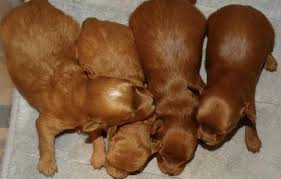 Maltipoo dogs for sale in michigan. Maltipoo Pets And Animals For Sale Michigan