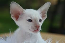 White Oriental Cat Novocom Top