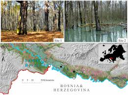 Pomegranate (punica granatum) is a deciduous tree or shrub that grows luxuriously,. Drought Induced Shift In Tree Response To Climate In Floodplain Forests Of Southeastern Europe Scientific Reports