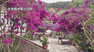 人类理想生活 plants