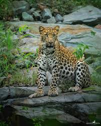 Image result for Pavetta radicans