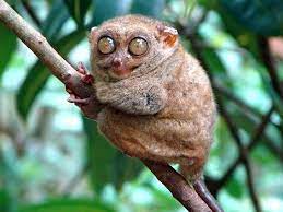The cute green and orange striped cape dwarf chameleons are home in many gardens around cape town. Hd Wallpaper Animal Big Eyes Funny Hd Brown Tarsier Animals Wallpaper Flare